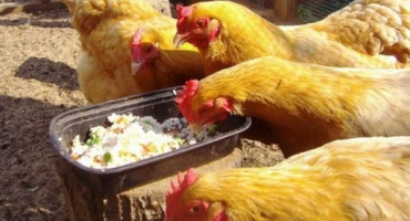 Je možné a v jaké formě je lepší podávat hrách slepicím